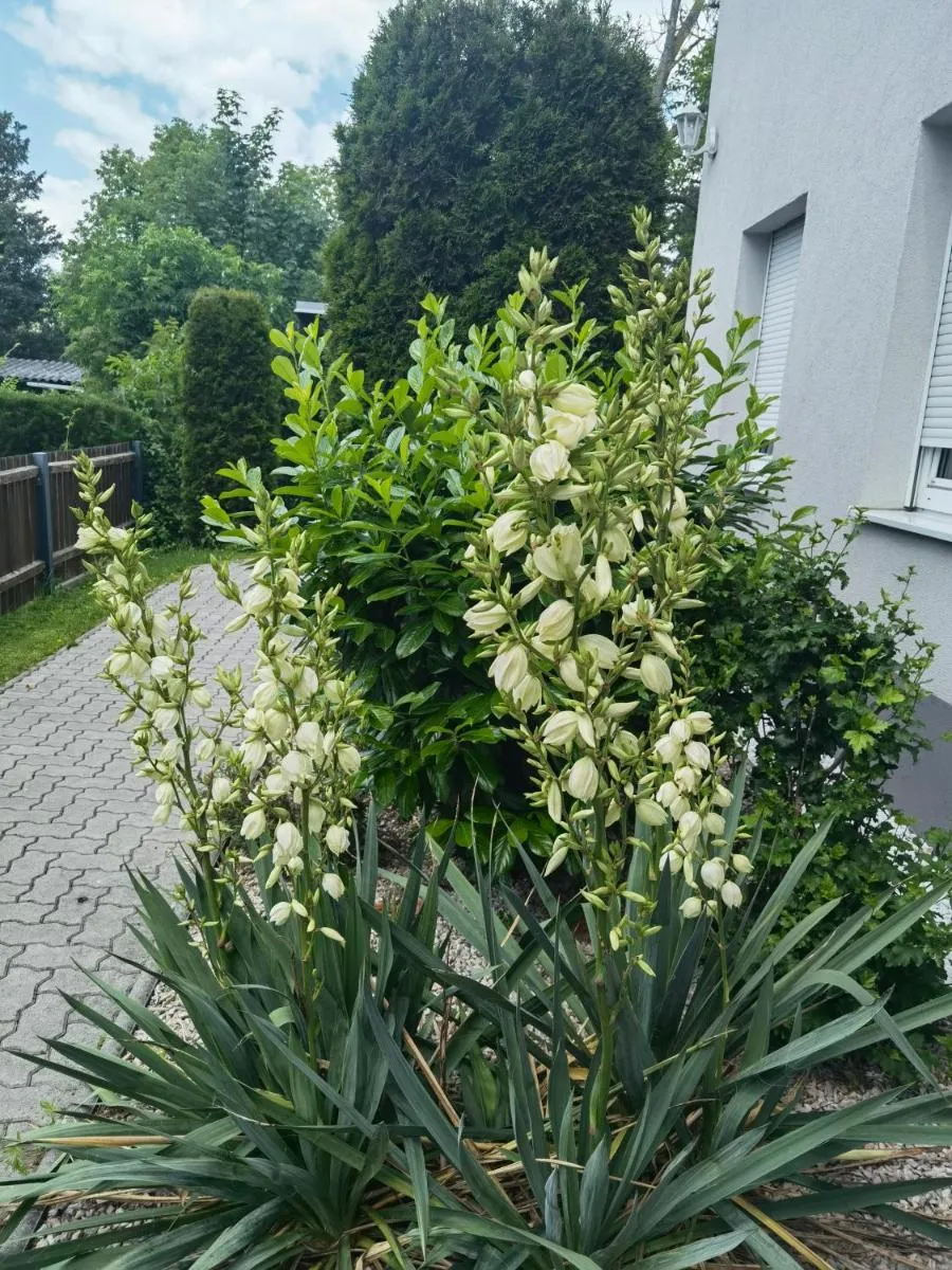 Image 3 of Eichbachgasse 38
